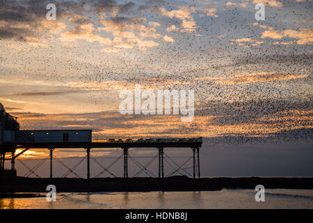 Aberystwyth, Wales, UK. 14th Dec, 2016. UK Weather: At sunset on a clear December evening, tens of thousand of starlings descend to roost for the night on the cast iron legs of Aberystwyth's Victorian seaside pier photo Credit:  Keith Morris/Alamy Live News Stock Photo