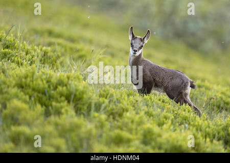 Alpine Chamois / Gaemse ( Rupicapra rupicapra ), cute fawn, young, standing in fresh green alpine vegetation, watching attentively. Stock Photo