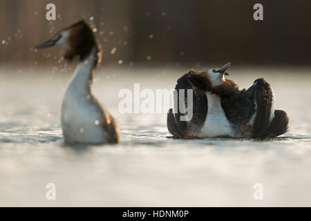 Great Crested Grebes ( Podiceps cristatus ) courting couple, emerging from diving, rearing out of the water, cat display.