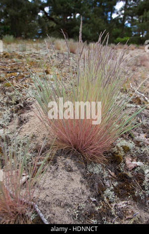 Silbergras, Silber-Gras, Corynephorus canescens, Grey Hair Grass Stock Photo