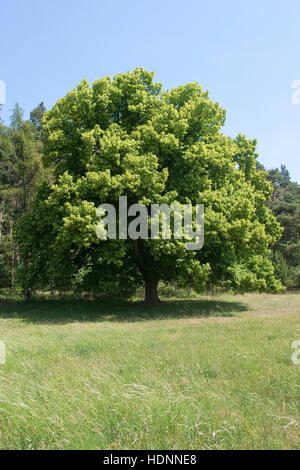Sommer-Linde, Sommerlinde, Linde, Tilia platyphyllos, Large Leaved Lime Stock Photo