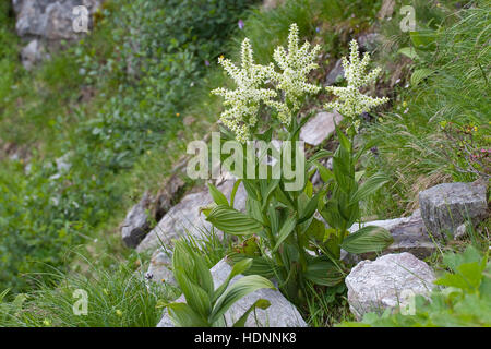 Weißer Germer, Veratrum album, White Veratrum Stock Photo