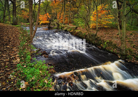 UK,South Yorkshire,Sheffield,Rivelin Valley,River Rivelin,Roscoe Weir in Autumn Stock Photo