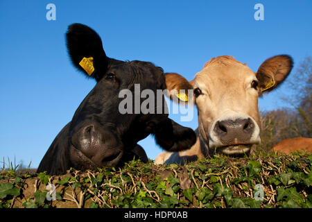 Europe, Germany, North Rhine-Westphalia, Herdecke, cows are looking over an ivy covered wall Stock Photo