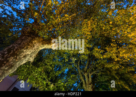 Plane trees at Ponte della Maddalena or Devils Bridge, Borgo a Mozzano, Italy Stock Photo