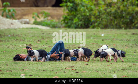 Baby domestic pig in Bardia national park, Nepal ; family of Suidae Stock Photo