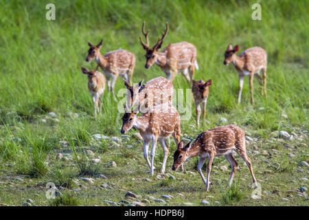 Spotted deer in Bardia national park, Nepal, specie Axix axis family of Cervidae Stock Photo