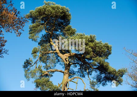 Top growth of a large scots pine tree a survivor of forestry woodland against a blue autumn sky, November Stock Photo