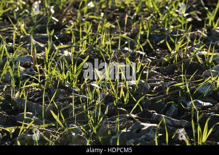 A seedling winter wheat crop emerging on stony ground, November, Berkshire Stock Photo