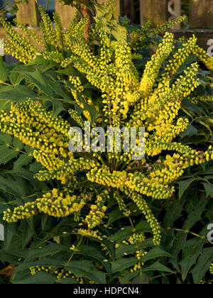 Bright yellow flowers on Mahonia x media 'Winter Sun' late in the year in December Stock Photo