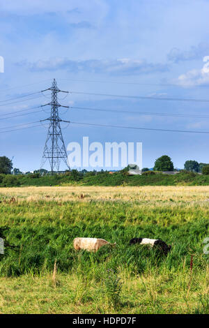 Cattle grazing in a meadow on the Walthamstow Marshes, London, UK, an electricity pylon and power lines in the background Stock Photo