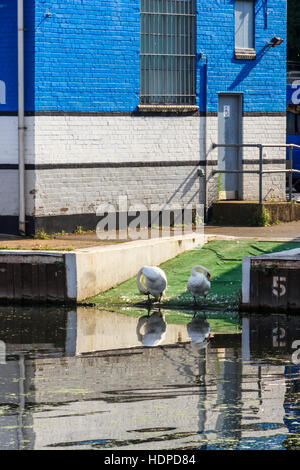 Two mute swans on a slipway by the side of the River Lea at Clapton, London, UK Stock Photo