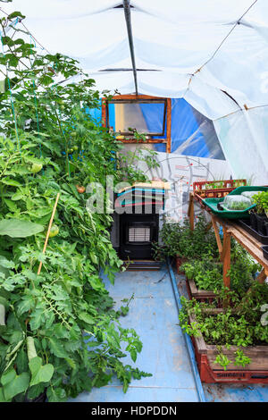 A polytunnel greenhouse in the Skip Garden, a community resource providing a green oasis in the middle of the King’s Cross development, London, UK Stock Photo