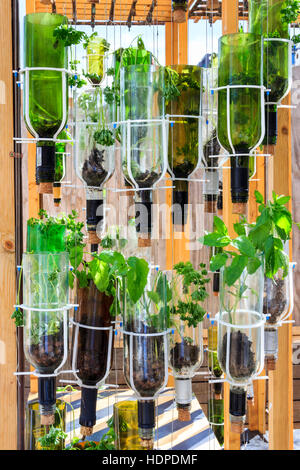 Herbs growing in bottles in the Skip Garden, a community resource providing a green oasis in the middle of the King’s Cross development, London, UK Stock Photo