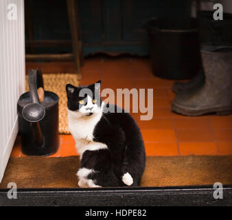 Black and white, short-haired, domestic cat sheltering from rain outdoors, while sitting in an open-doored cottage porch. Stock Photo