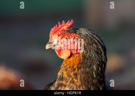 Black happy free range hen (Gallus gallus domesticus) Stock Photo