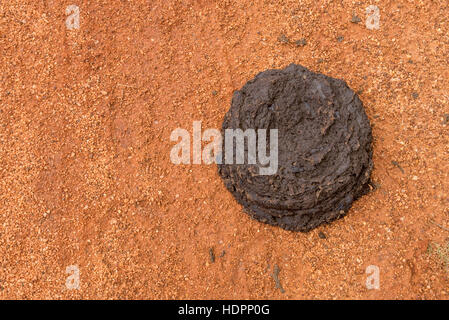 Fresh cow dung Stock Photo