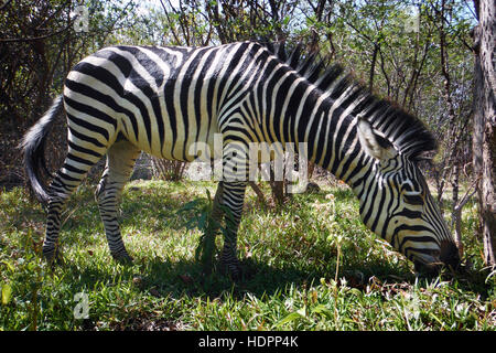 Zebra on the outside of The Royal Livingstone Hotel. Zebra grazing in front of the Royal Livingstone Hotel. This hotel has the prime location for the Stock Photo