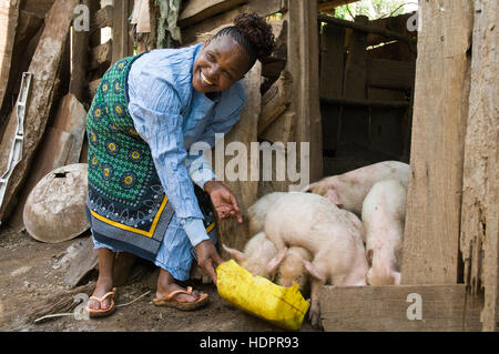 African woman feeds her piglets, a HIV/AIDS income generating project, Moshi, Tanzania Stock Photo