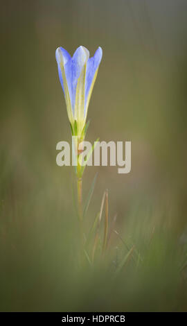 A Marsh Gentian at Beaulieu Heath in the New Forest. Stock Photo