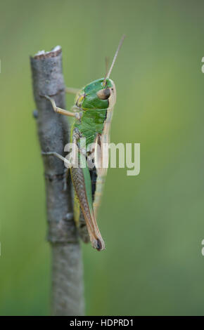 A Meadow Grasshopper at Wootton Coppice in the New Forest. Stock Photo