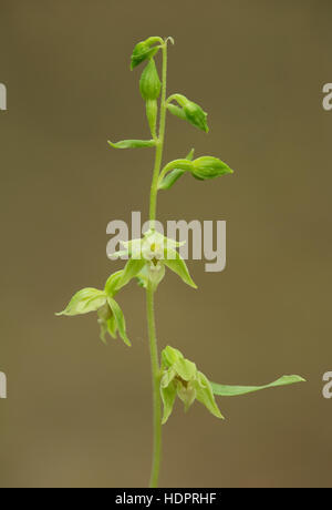 A Narrow-lipped Helleborine at Sheepleas in Surrey. Stock Photo