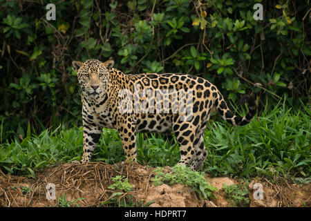 A Jaguar from North Pantanal Stock Photo