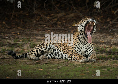 A very large male Jaguar resting on the shores of a lake in the Pantanal Stock Photo
