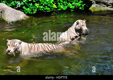 White Tigers Come in the water is lovely Stock Photo