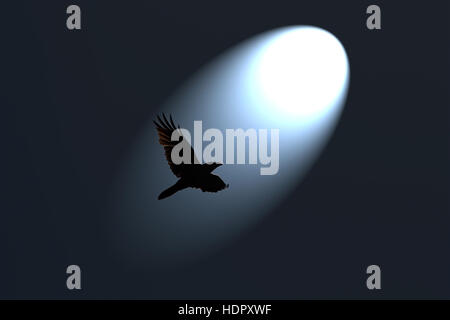 Mysterious Black Raven flying in spotlight against dark background. Stock Photo