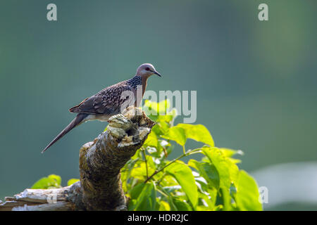 Spotted dove in Bardia national park, Nepal ; specie Streptopelia chinensis family of Columbidae Stock Photo