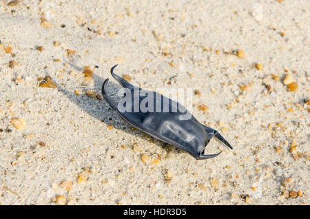 Shark egg case (Chondrichthyes) 'mermaids purse' on beach near Kitty Hawk, Outer Banks, North Carolina, USA. Stock Photo