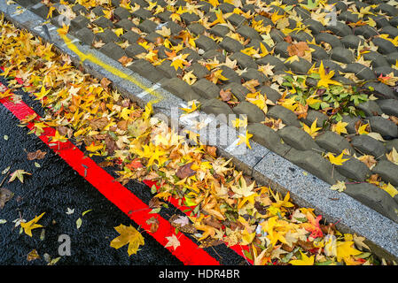 road with yellow leafs no parking red road stripes curb and anti walk paving stones Stock Photo