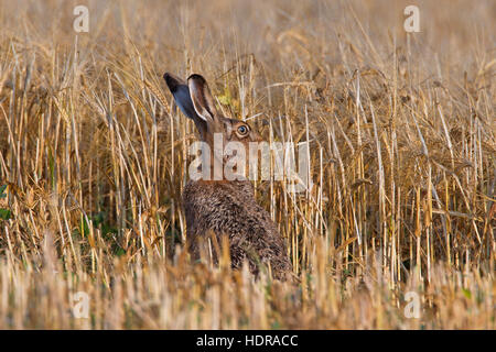 European Brown Hare (Lepus europaeus) sitting in wheat field showing camouflage colours