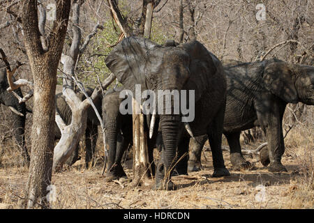 Herd of African Elephants walking through the bush Stock Photo
