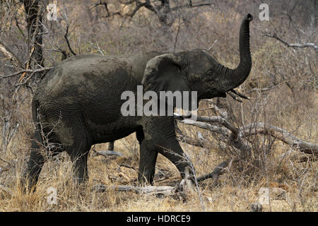 Young African Elephant in the bush holding its trunk in the air Stock Photo