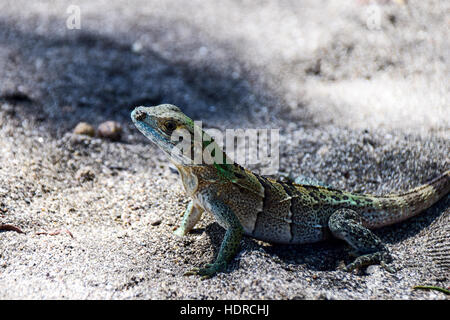 Iguana warming up in dappled sunlight on black sand of Costa Rica's Guanacaste beaches Stock Photo