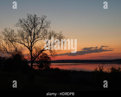 Large sycamore tree is silhouetted by dawn's early light, Breton Bay, Leonardtown, Maryland. Stock Photo