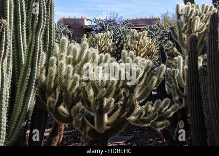 Cholla cacti, native to northern Mexico and the Southwestern United States at Desert Botanical Garden, Phoenix, Arizona Stock Photo