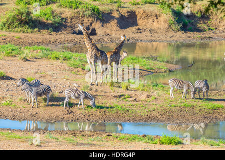 Herd of Zebras, Giraffes and Antelopes grazing on Shingwedzi riverbank in the Kruger National Park, major travel destination in South Africa. Idyllic Stock Photo