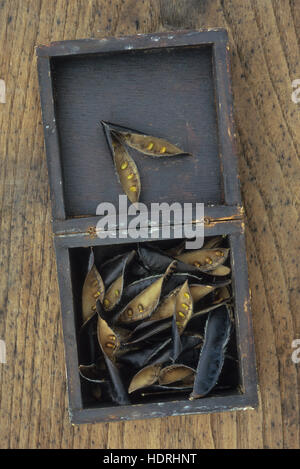 Black seedpods of Broom or Cytisus scoparius bush split open revealing golden seeds lying in black box Stock Photo