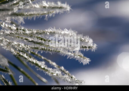 Fir tree branch covered with frost, macro shot Stock Photo