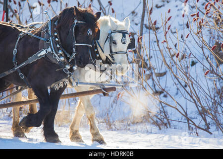 Clydesdale horses in winter Stock Photo