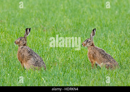 Two European brown hares (Lepus europaeus) sitting in grassland Stock Photo