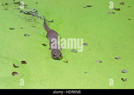 European River Otter (Lutra lutra) swimming in pond covered in duckweed Stock Photo