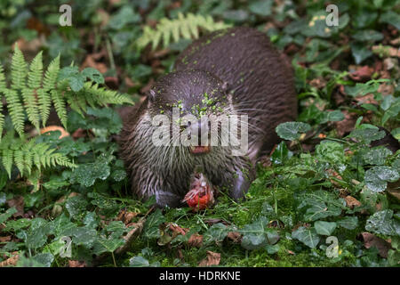 European River Otter (Lutra lutra) eating caught fish in forest Stock Photo