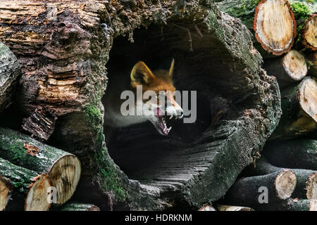 Red fox (Vulpes vulpes) in hollow tree trunk in woodpile in forest Stock Photo