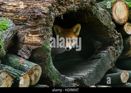 Red fox (Vulpes vulpes) in hollow tree trunk in woodpile in forest