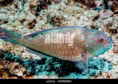 Stareye Parrotfish (Calotomus carolinus) terminal phase male photographed while scuba diving the Kona coast Stock Photo