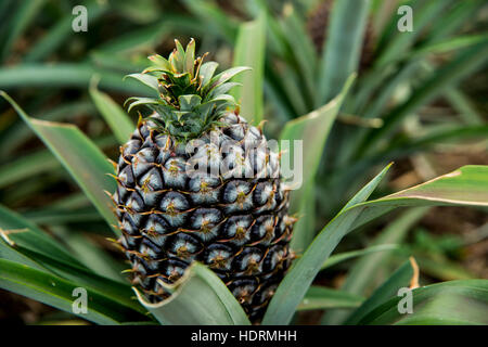 Ananas plantation; Faja de Baixo, Sao Miguel, Azores Stock Photo